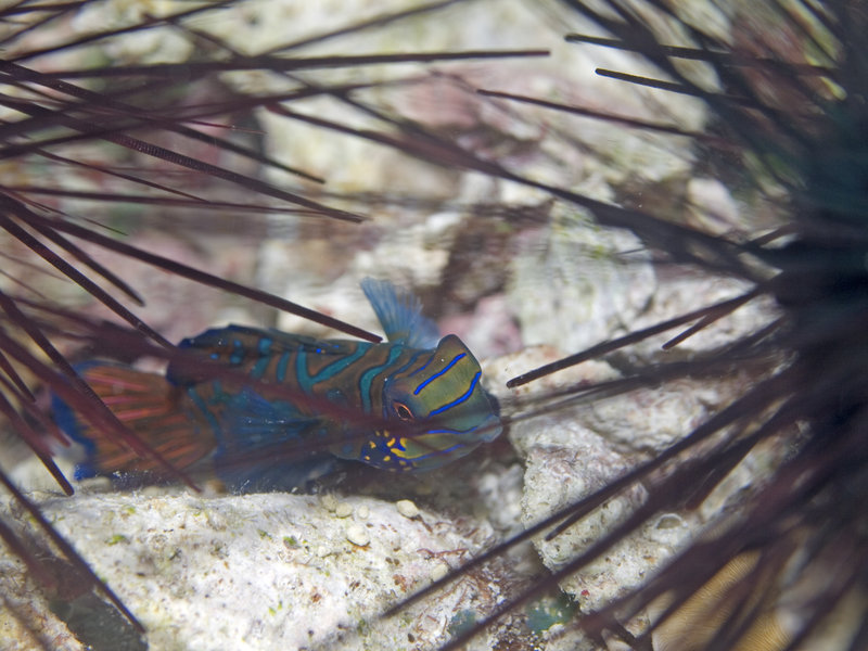Mandarin Patch, Mandarin fish